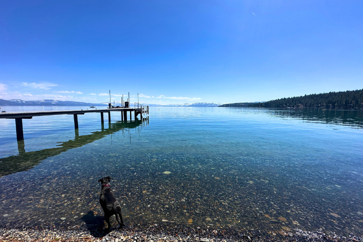 Thing To Do Dog-Friendly Things to Do in North Lake Tahoe & Truckee